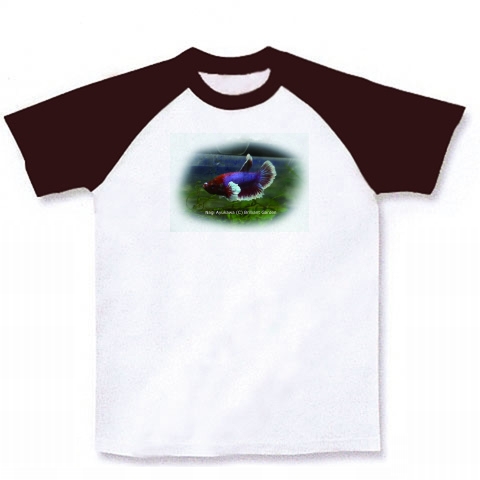 ダンボベタ ラグランTシャツ(ホワイト×チョコレート):最近になって作出された胸ビレの大きなダンボベタをグッズにしました。泳ぐ姿はまるでダンボが飛ぶようです。 by Brilliant Garden:熱帯魚などモチーフにしたグッズをご提供しています。