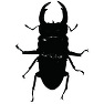 オオクワガタ1 オオクワガタ1