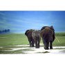 Three Elephants Three Elephants