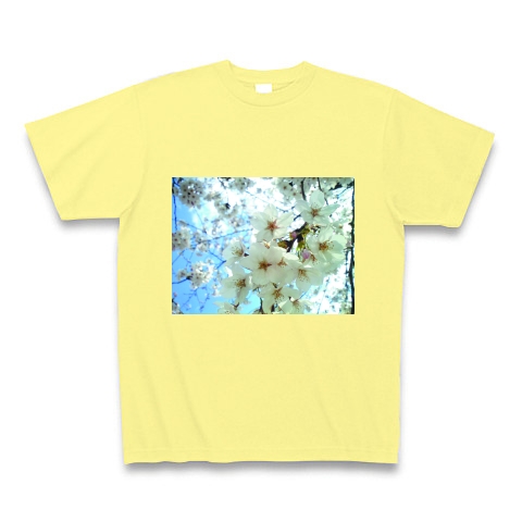 桜の花｜Tシャツ Pure Color Print｜ライトイエロー