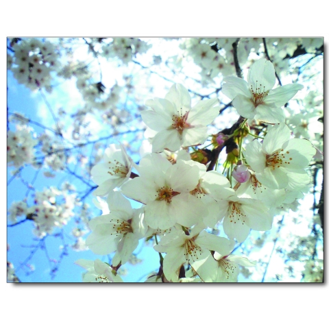 桜の花｜ファブリックボード・横｜410×318(mm)