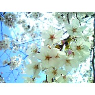 桜の花｜ラグランTシャツ｜ホワイト×ロイヤルブルー
