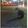 たたずむ猫 たたずむ猫