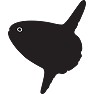 マンボウー黒ー両面プリント マンボウー黒ー両面プリント