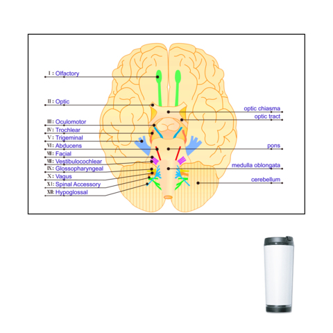 商品詳細 脳底 脳神経12対の簡易絵 英語 タンブラー ホワイト デザインtシャツ通販clubt