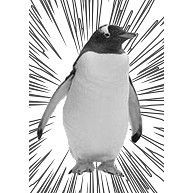 ウニフラ＊　ペンギン　ー片面ﾌﾟﾘﾝﾄ