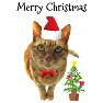 Merry Christmas サンタ猫 Merry Christmas サンタ猫