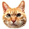 茶トラ猫 可愛い顔のアップ 茶トラ猫 可愛い顔のアップ