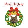 クリスマスリース猫2014 クリスマスリース猫2014