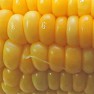 とうもろこし とうもろこし
