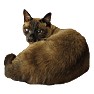 シャム猫 シャム猫