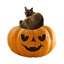 ハロウィンかぼちゃと猫 ハロウィンかぼちゃと猫