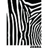 ZEBRA 長袖ラグランTシャツ ZEBRA 長袖ラグランTシャツ