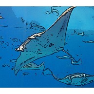 商品詳細 水族館イラスト マンタ エプロン ブルー デザインtシャツ通販clubt