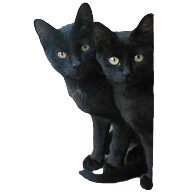 黒猫トリオ・両面プリントパーカー