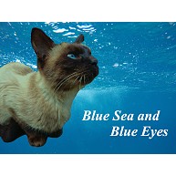 青い海と青い瞳のシャム猫