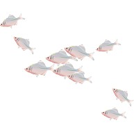 川魚の群れ３(タナゴ)